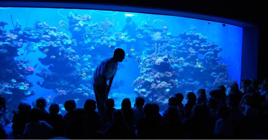 Aquarium Mallora - uitje met kinderen